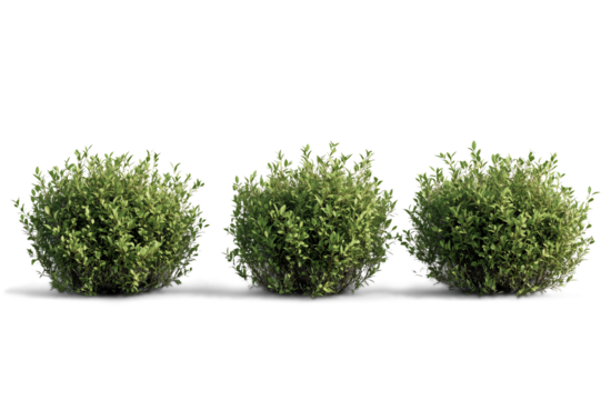 Photorealistic green shrubs and ornamental plants in a symmetrical arrangement, featuring detailed foliage and boxwood topiary, isolated PNG on transparent BG, perfect for landscape design elements