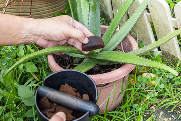 Hand holding a piece of compacted coffee ground to be applied as natural fertilizer onto a pot of aloe vera plant