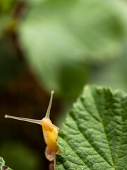 snail on a leaf