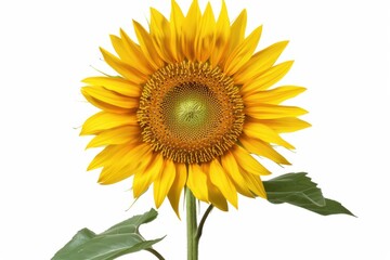 Close-up of a vibrant sunflower with green leaves isolated on white background
