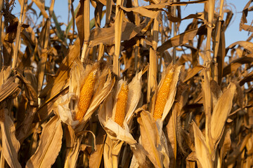 A special corn growing field for popcorn