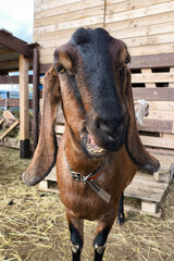 Brown Anglo-Nubian goat with open mouth.