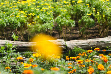 Obraz premium Marigold flowers in the garden. In some cultures, marigold flowers have a meaning of death and burial. This flower is often used in funeral ceremonies