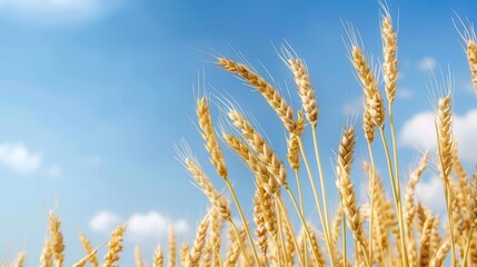 Fototapeta premium Golden wheat sways gently under a bright blue sky, capturing the essence of agriculture and nature's beauty.