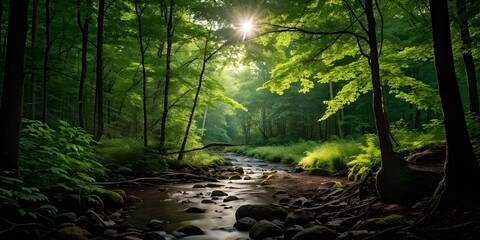 Obraz premium dense green forest landscape in summer with tree trunks in backlight