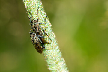 Gemeine Raubfliege (Tolmerus atricapillus, Machimus atricapillus) bei der Kopulation