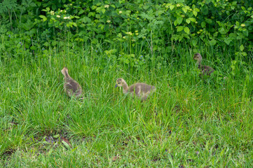 Goslings in the green grass