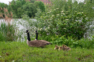 Wild Goose  with chicks  on the meadow