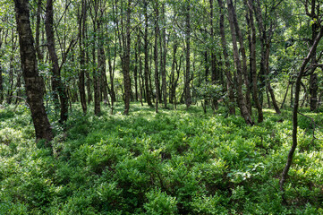 Birchin a green forest  forest