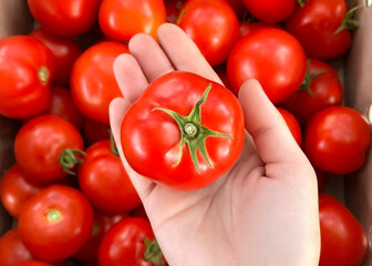 hand holding a ripe red tomato against a background of collected tomatoes, top view