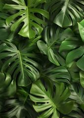 Fototapeta premium dark green monstera leaf wallpaper for urban jungle background