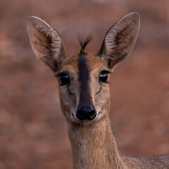 a portrait of a duiker ewe
