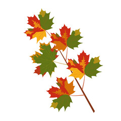 Branch with autumn maple leaves isolated on transparent and white background. Close-up element for nature design decoration. Vector cartoon illustration.