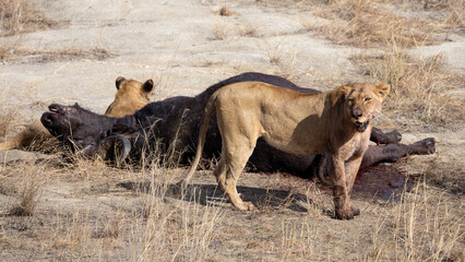 a lioness and sub-adult cubs feeding on a buffalo carcass
