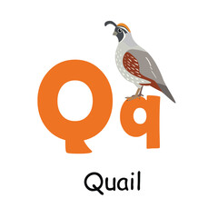 Cute animal alphabet for ABC book. Q letter for the Quail. Vector illustration