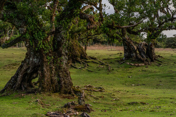 The primeval laurel forest of Laurissilva on the island of Madeira Portugal Gnarled trees scattered across a grassy field. Rolling hills stretch into the distance under a clear blue sky.