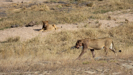 a lioness walking past a young male lion