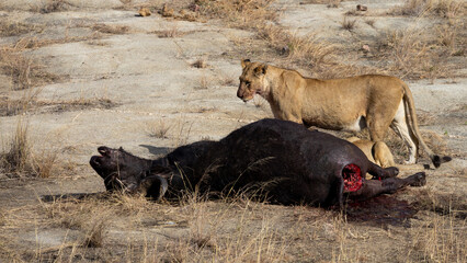 a lioness feeding on a buffalo carcass