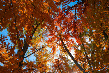 Autumn Fall Background. Yellow leaves, gold and red leaves of autumn background. Maple leaves. Colorful autumn leaves. natural background. Falling autumn. Sunny autumnal day.