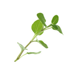 Sprig of fresh green oregano isolated on white