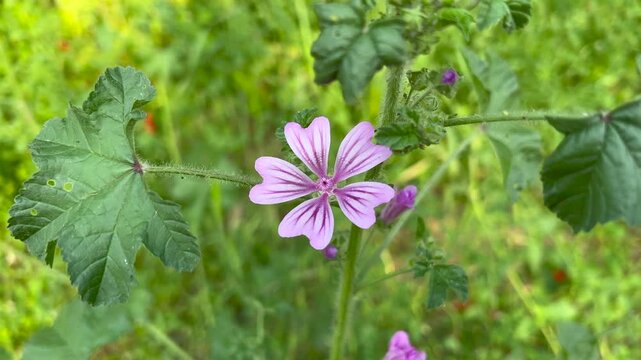pippo pippo ippo pippo. High quality 4k footage