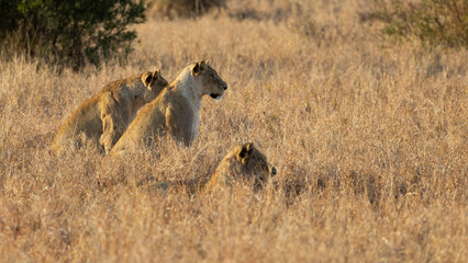 a couple of lionesses watching prey