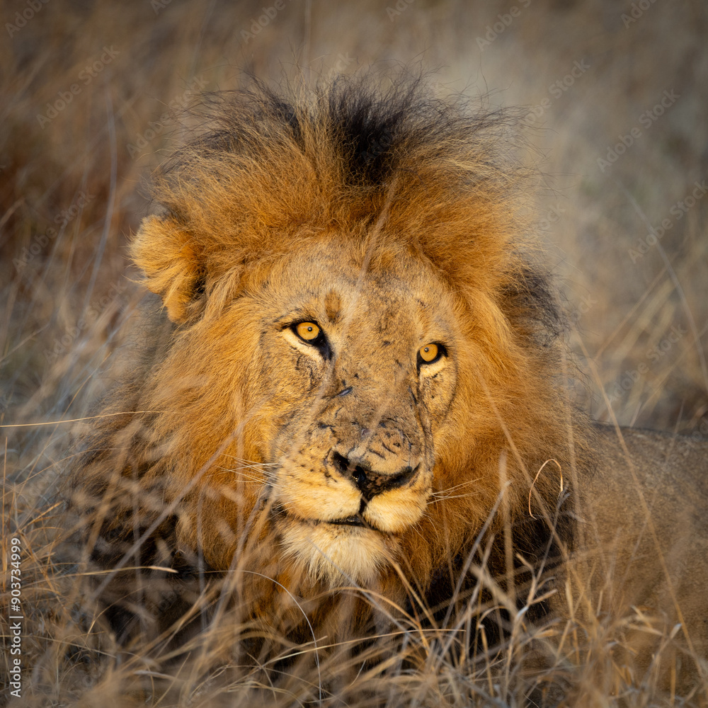 Wall mural a mature male lion in golden light