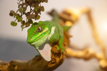 Big lonely green lizard