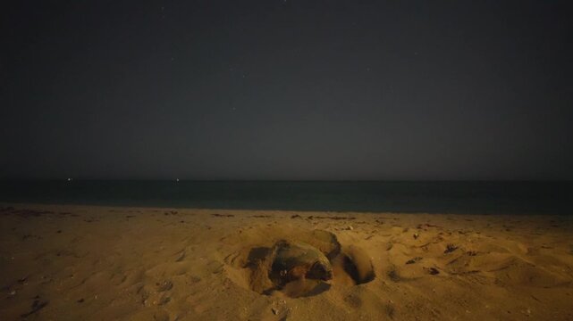 persian gulf night sky wonderful starry night turtle mother splash sand into air explosion dry sand to dig a hole nestling in sand beach in Iran ocean climate darkness wildlife conservation in saudi