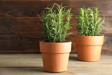 Rosemary plants growing in pots on wooden table. Aromatic herb