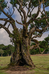 Fototapeta premium The primeval laurel forest of Laurissilva on the island of Madeira Portugal Gnarled trees scattered across a grassy field. Rolling hills stretch into the distance under a clear blue sky.