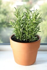 Rosemary plant growing in pot on windowsill. Aromatic herb