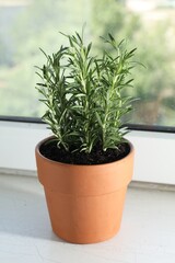 Rosemary plant growing in pot on windowsill. Aromatic herb