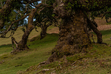 Fototapeta premium The primeval laurel forest of Laurissilva on the island of Madeira Portugal Gnarled trees scattered across a grassy field.