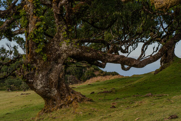 The primeval laurel forest of Laurissilva on the island of Madeira Portugal Gnarled trees scattered across a grassy field. Rolling hills stretch into the distance under a clear blue sky.