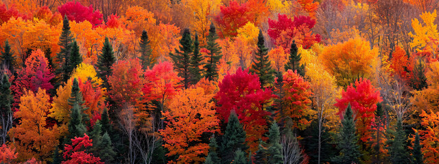 A vibrant autumn forest ablaze with red, orange, and yellow foliage, offering a beautiful and tranquil natural scenery. Suitable for nature-themed designs, seasonal promotions,...