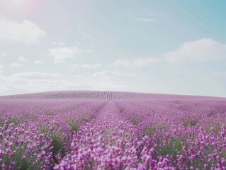 Naklejka premium Lavender Field Under a Soft Sky