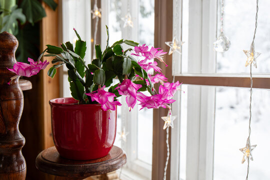 Christmas Cactus Images  Browse 66,787 Stock Photos, Vectors, and Video |  Adobe Stock