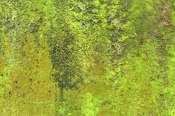 Close up of green moss texture on wall for background. 
