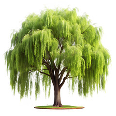Graceful Willow Tree with Flowing Green Leaves on Transparent Background - PNG Clipart
