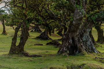 The primeval laurel forest of Laurissilva on the island of Madeira Portugal Gnarled trees scattered across a grassy field. Rolling hills stretch into the distance under a clear blue sky.
