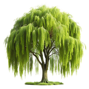 Graceful Willow Tree with Flowing Green Leaves on Transparent Background - PNG Clipart