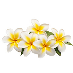 Naklejka premium white frangipani flowers