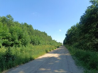 Road in forest in Siauliai county during sunny summer day. Oak and birch tree woodland. Sunny day with white clouds in blue sky. Bushes are growing in woods. Sandy road. Nature. Summer season. Miskas.