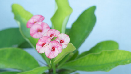 pink and white flowers