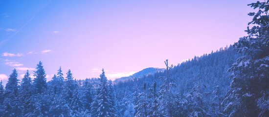 Snow-covered spruce trees on the mountainside during sunrise in winter. Horizontal banner