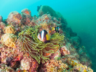 美しいイソギンチャク畑の可愛いクマノミ（クマノミ亜科）のペア他。
英名、学名：Yellowtail clownfish (Amphiprion clarkii)
静岡県伊豆半島賀茂郡南伊豆町中木ヒリゾ浜-2024年
