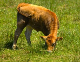 tier, gras, kuh, feld, bauernhof, natur, green, braun, wiese, wild lebende tiere, bäuerlich,...