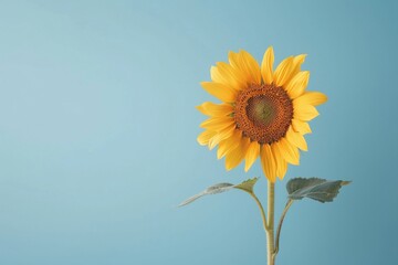 Eine Sonnenblume vor hellblauem Hintergrund 