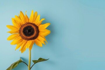 Obraz premium Eine Sonnenblume vor hellblauem Hintergrund 